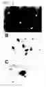 Fig. 02 - Method for improving germline transmission efficiency of avian primordial germ cells