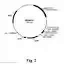 Fig. 05 - Polypeptides having cellobiohydrolase activity and polynucleotides encoding same
