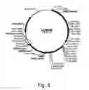 Fig. 10 - Polypeptides having cellobiohydrolase activity and polynucleotides encoding same