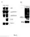 Fig. 07 - Gene silencing