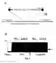 Fig. 08 - Gene silencing