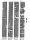 Fig. 06 - Compositions and method for modulation of plant cell division