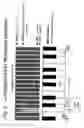 Fig. 03 - Electronic musical instrument with velocity indicator