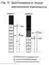 Fig. 06 - Electronic musical instrument with velocity indicator