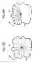 Fig. 19 - Image processing method and program for visualization of tubular tissue