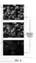 Fig. 06 - Electrophoretic caps prepared from encapsulated electrophoretic particles