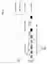 Fig. 03 - Beamforming and distributed opportunistic scheduling in wireless networks