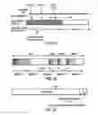 Fig. 30 - Method and apparatus for compression using reversible wavelet transforms and an embedded codestream