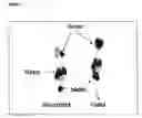Fig. 10 - Peptide-chelate conjugates