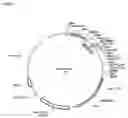 Fig. 02 - Peptide-based body surface coloring reagents