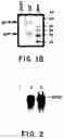 Fig. 03 - Compositions and methods for delivery of genetic material