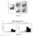 Fig. 19 - Prevention, decrease, and/or treatment of immunoreactivity by depleting and/or inactivating antigen presenting cells in the host