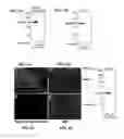 Fig. 08 - Compositions, methods and kits relating to reprogramming adult differentiated cells and production of embryonic stem cell-like cells