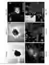 Fig. 16 - Compositions, methods and kits relating to reprogramming adult differentiated cells and production of embryonic stem cell-like cells