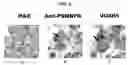 Fig. 09 - Methods for stimulating or enhancing proliferation of non-tumorous cells expressing MUC1 receptors