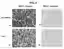 Fig. 10 - Methods for stimulating or enhancing proliferation of non-tumorous cells expressing MUC1 receptors