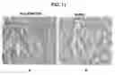 Fig. 12 - Methods for stimulating or enhancing proliferation of non-tumorous cells expressing MUC1 receptors