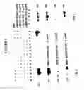 Fig. 06 - Broad spectrum pyrogenic antagonists and vaccines directed against pyrogenic exotoxins