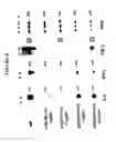 Fig. 07 - Broad spectrum pyrogenic antagonists and vaccines directed against pyrogenic exotoxins