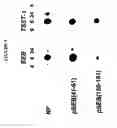 Fig. 10 - Broad spectrum pyrogenic antagonists and vaccines directed against pyrogenic exotoxins