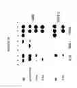Fig. 12 - Broad spectrum pyrogenic antagonists and vaccines directed against pyrogenic exotoxins