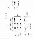 Fig. 13 - Broad spectrum pyrogenic antagonists and vaccines directed against pyrogenic exotoxins