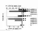 Fig. 15 - Broad spectrum pyrogenic antagonists and vaccines directed against pyrogenic exotoxins