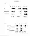 Fig. 16 - Broad spectrum pyrogenic antagonists and vaccines directed against pyrogenic exotoxins