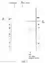 Fig. 02 - Molecular antigen array