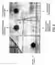 Fig. 04 - Molecular antigen array