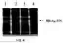 Fig. 05 - Molecular antigen array