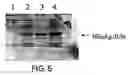 Fig. 06 - Molecular antigen array
