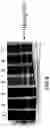 Fig. 07 - Molecular antigen array