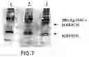 Fig. 08 - Molecular antigen array