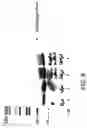 Fig. 10 - Molecular antigen array