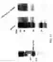 Fig. 12 - Molecular antigen array