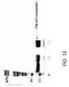 Fig. 14 - Molecular antigen array