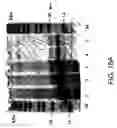 Fig. 22 - Molecular antigen array