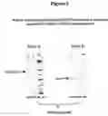 Fig. 04 - Methods and compounds for raising antibodies and for screening antibody repertoires