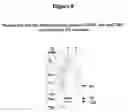 Fig. 09 - Methods and compounds for raising antibodies and for screening antibody repertoires