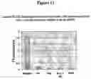 Fig. 12 - Methods and compounds for raising antibodies and for screening antibody repertoires