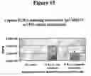 Fig. 16 - Methods and compounds for raising antibodies and for screening antibody repertoires