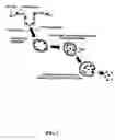 Fig. 02 - Polypeptide transduction and fusogenic peptides