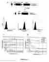 Fig. 03 - Polypeptide transduction and fusogenic peptides