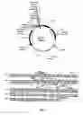 Fig. 07 - Polypeptide transduction and fusogenic peptides