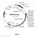 Fig. 04 - Stable immunoprophylactic and therapeutic compositions derived from transgenic plant cells and methods for production