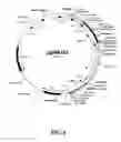Fig. 08 - Stable immunoprophylactic and therapeutic compositions derived from transgenic plant cells and methods for production