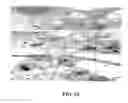 Fig. 23 - Stable immunoprophylactic and therapeutic compositions derived from transgenic plant cells and methods for production
