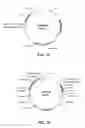 Fig. 27 - Stable immunoprophylactic and therapeutic compositions derived from transgenic plant cells and methods for production