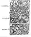 Fig. 05 - Nanocomposite microgel particles and uses thereof